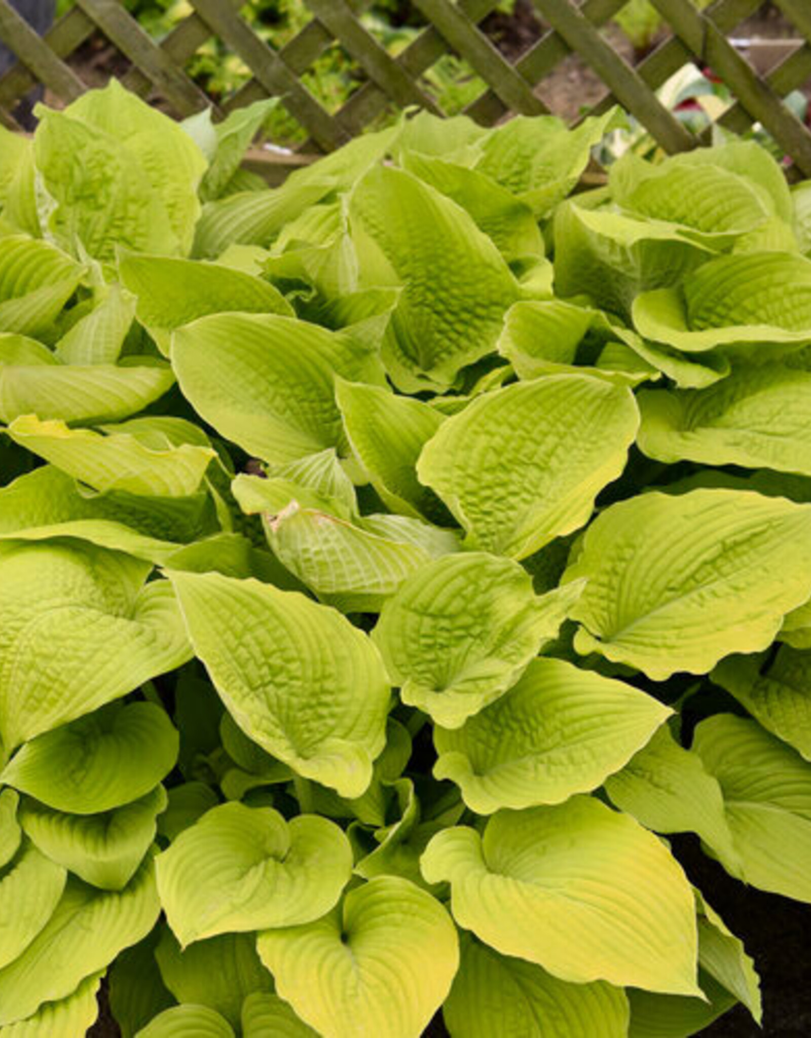 Proven Winners Hosta PW Coast to Coast 4inch