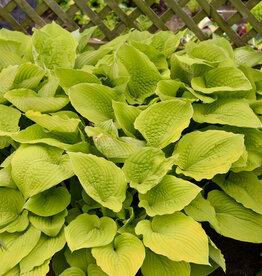 Proven Winners Hosta PW Coast to Coast 4inch