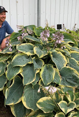 Proven Winners Hosta PW Gigantosaurus 4inch