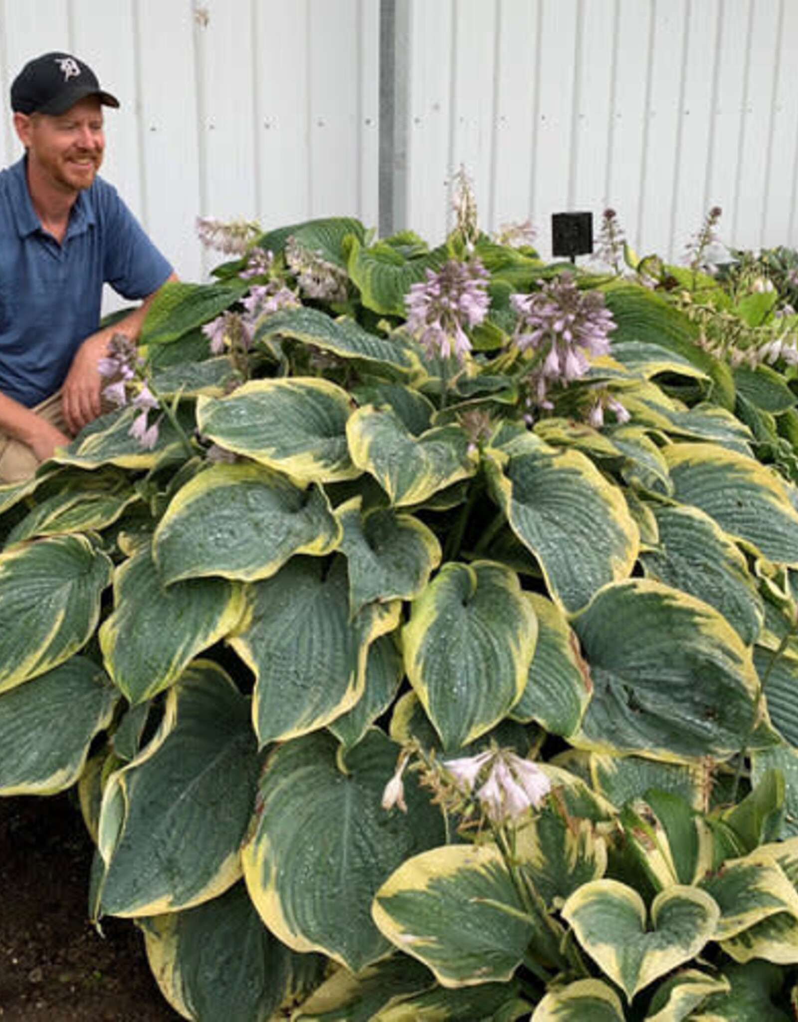 Proven Winners Hosta PW Gigantosaurus 4inch