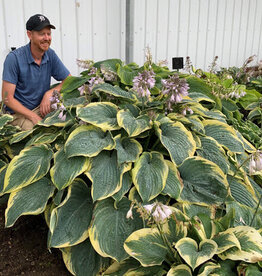 Proven Winners Hosta PW Gigantosaurus 4inch