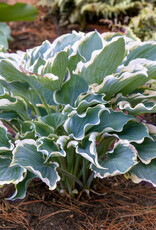 Proven Winners Hosta PW Hope Springs Eternal 4inch