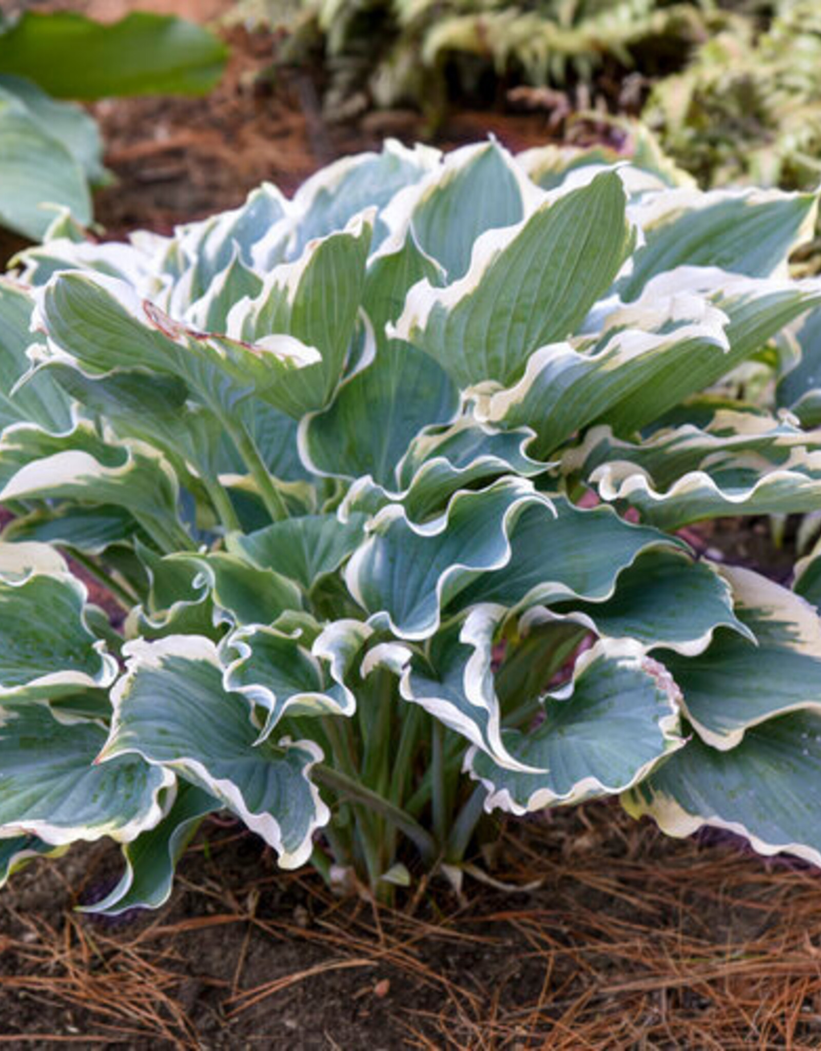 Proven Winners Hosta PW Hope Springs Eternal 4inch