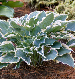 Proven Winners Hosta PW Hope Springs Eternal 4inch