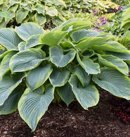 Proven Winners Hosta PW Wu-La-La 4inch