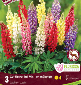 Lupine Tall Mix Pkg 3