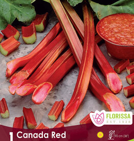 Rhubarb Canada Red - Package of 1