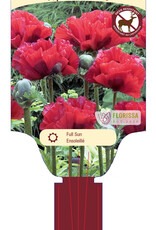 Papaver - Oriental 1gal