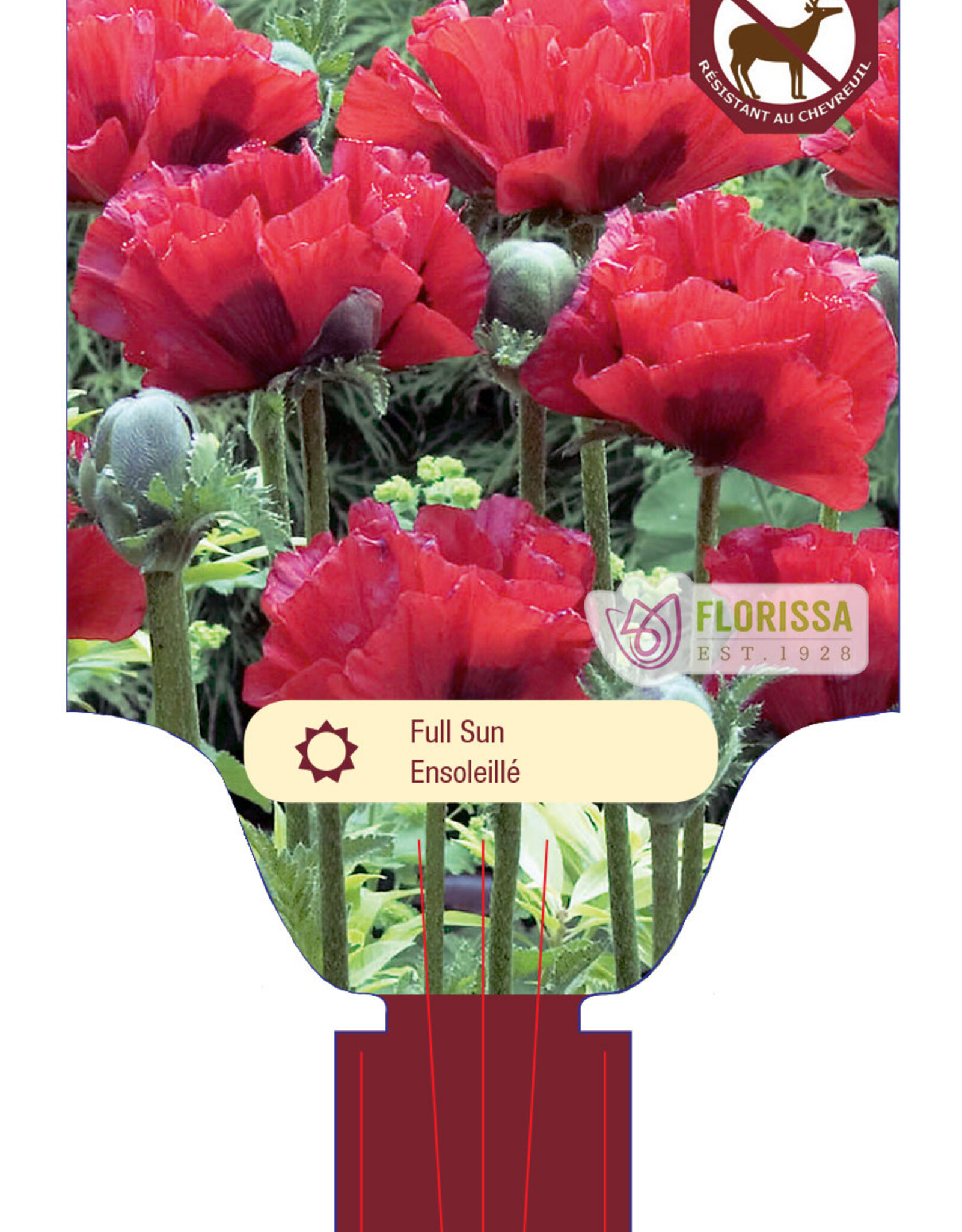 Papaver - Oriental 1gal