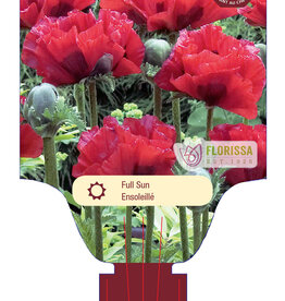 Papaver - Oriental 1gal