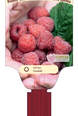 Raspberry Joan J 1 gal
