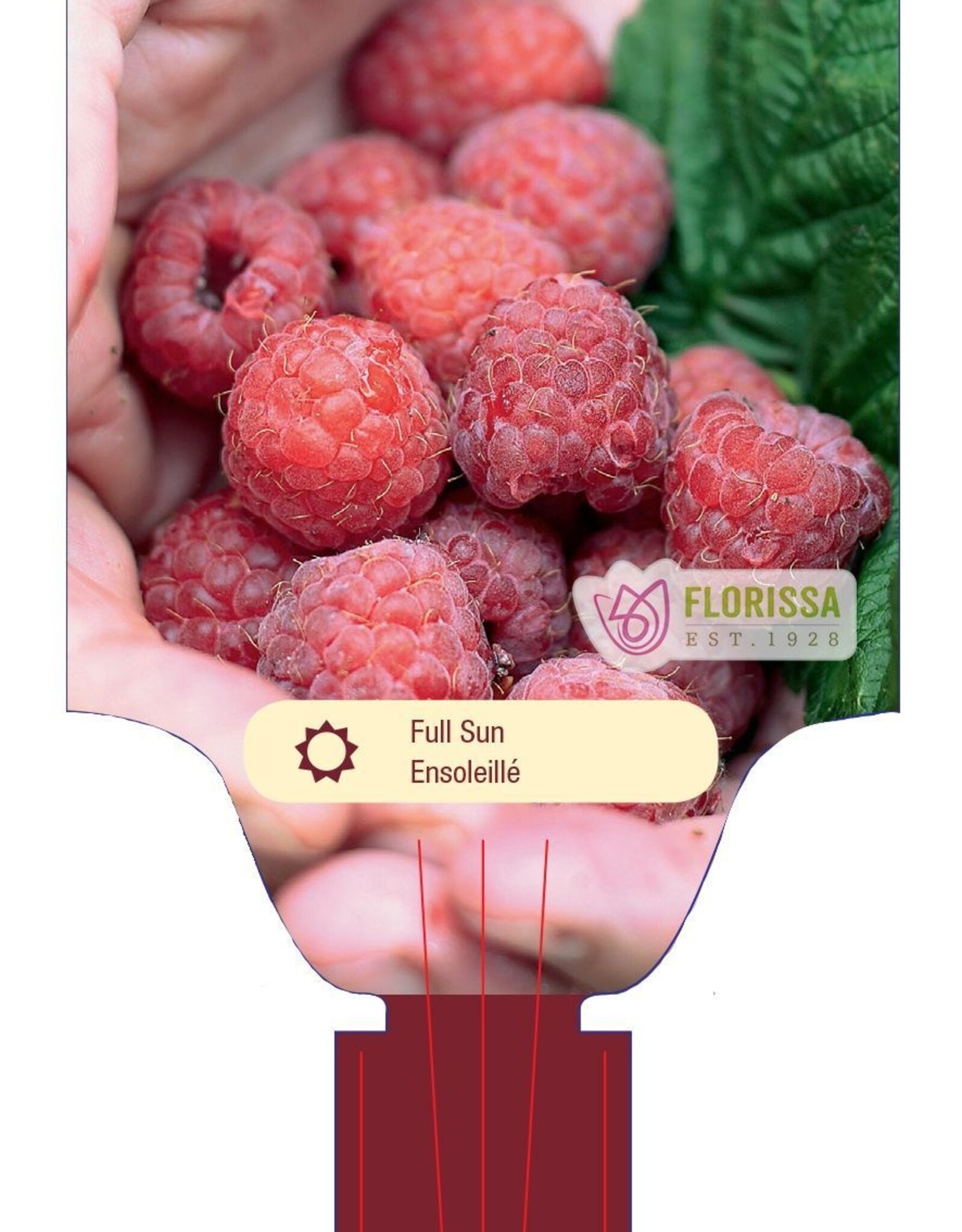 Raspberry Joan J 1 gal
