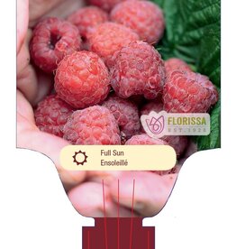 Raspberry Joan J 1 gal