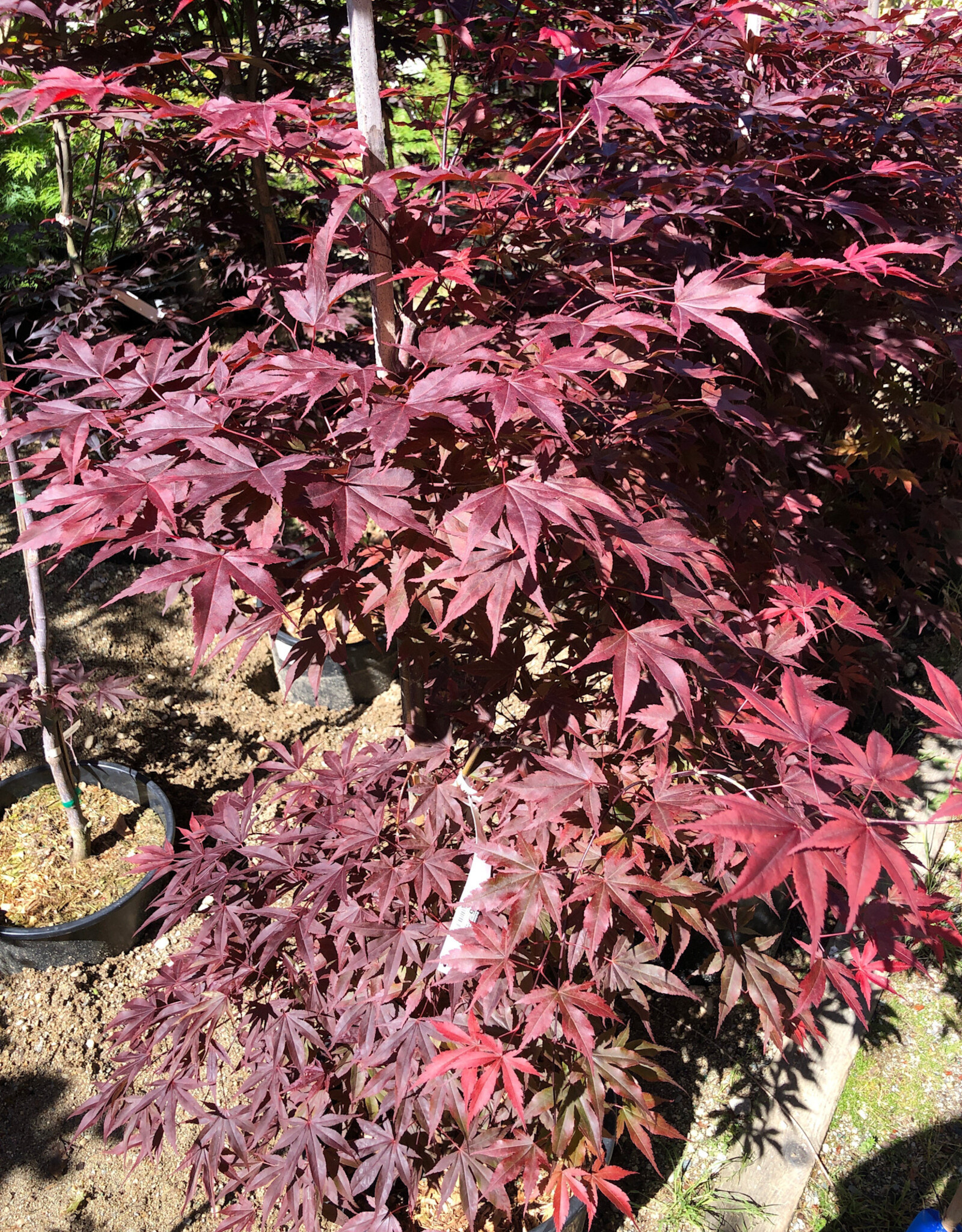 Japanese Maple Fireglow B&B 125cm