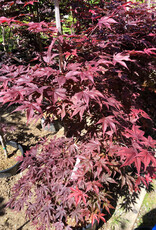 Japanese Maple Fireglow B&B 150cm