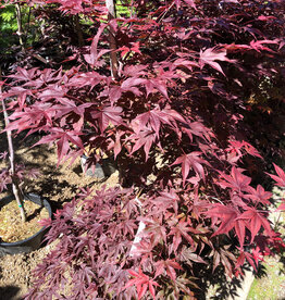Japanese Maple Fireglow B&B 150cm