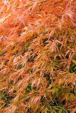 Japanese Maple Orangeola B&B 125cm