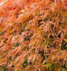 Japanese Maple Orangeola B&B 125cm