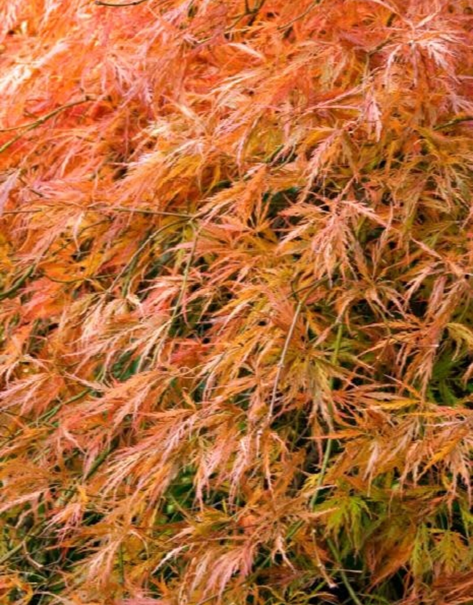 Japanese Maple Orangeola B&B 125cm