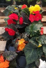 Begonia 4inch