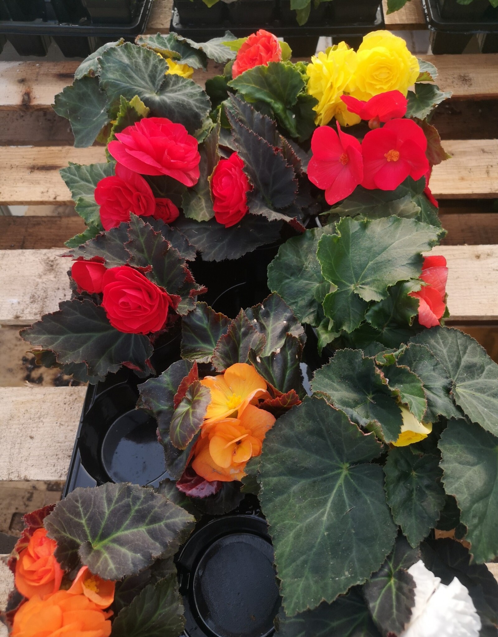 Begonia 4inch