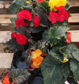 Begonia 4inch