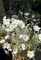 Snow In Summer - Cerastium tomentosum YoYo - 4inch
