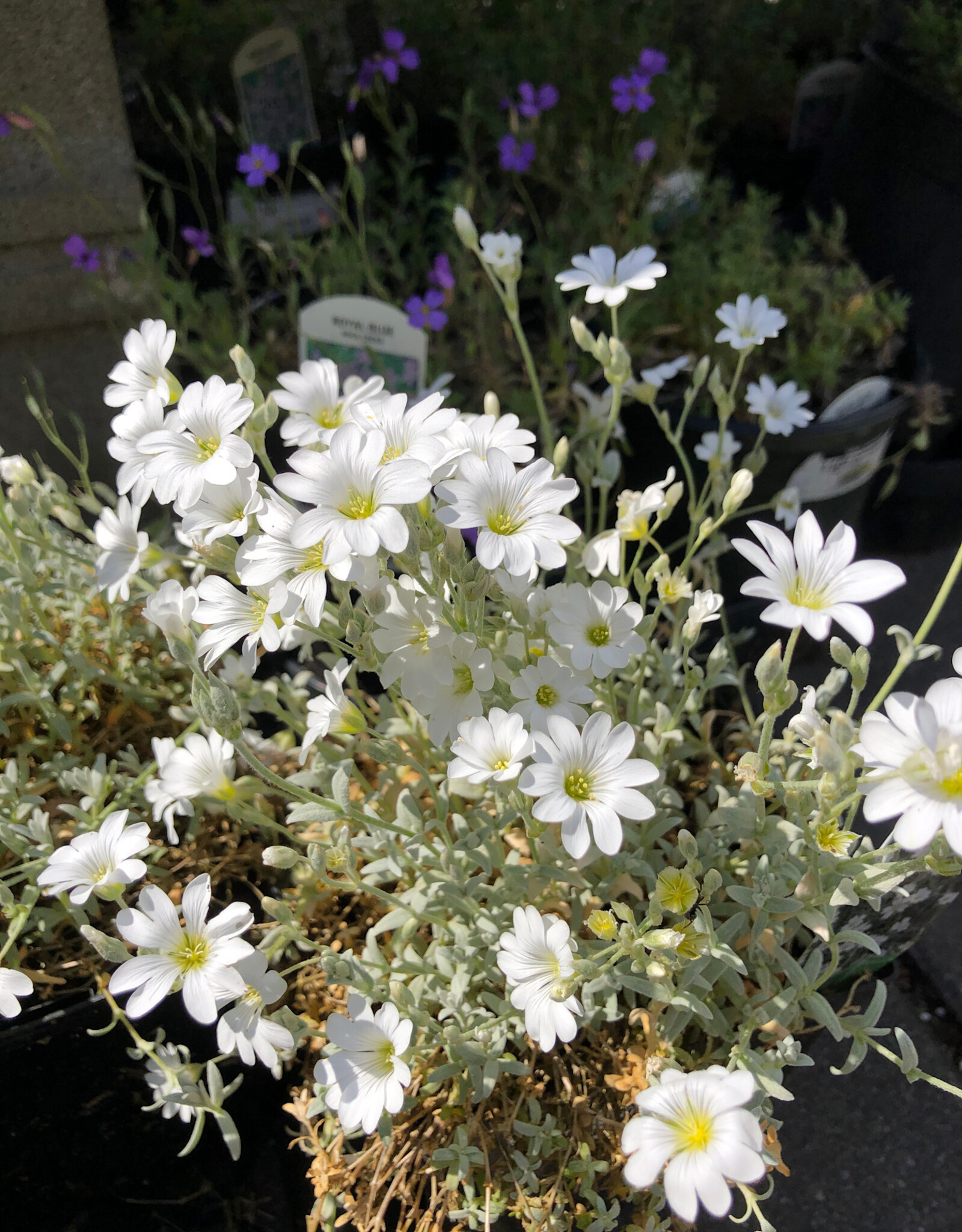 Snow In Summer - Cerastium tomentosum YoYo - 4inch