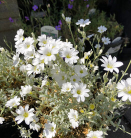 Snow In Summer - Cerastium tomentosum YoYo - 4inch