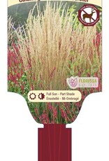 Calamagrostis acutiflora Karl Foerster