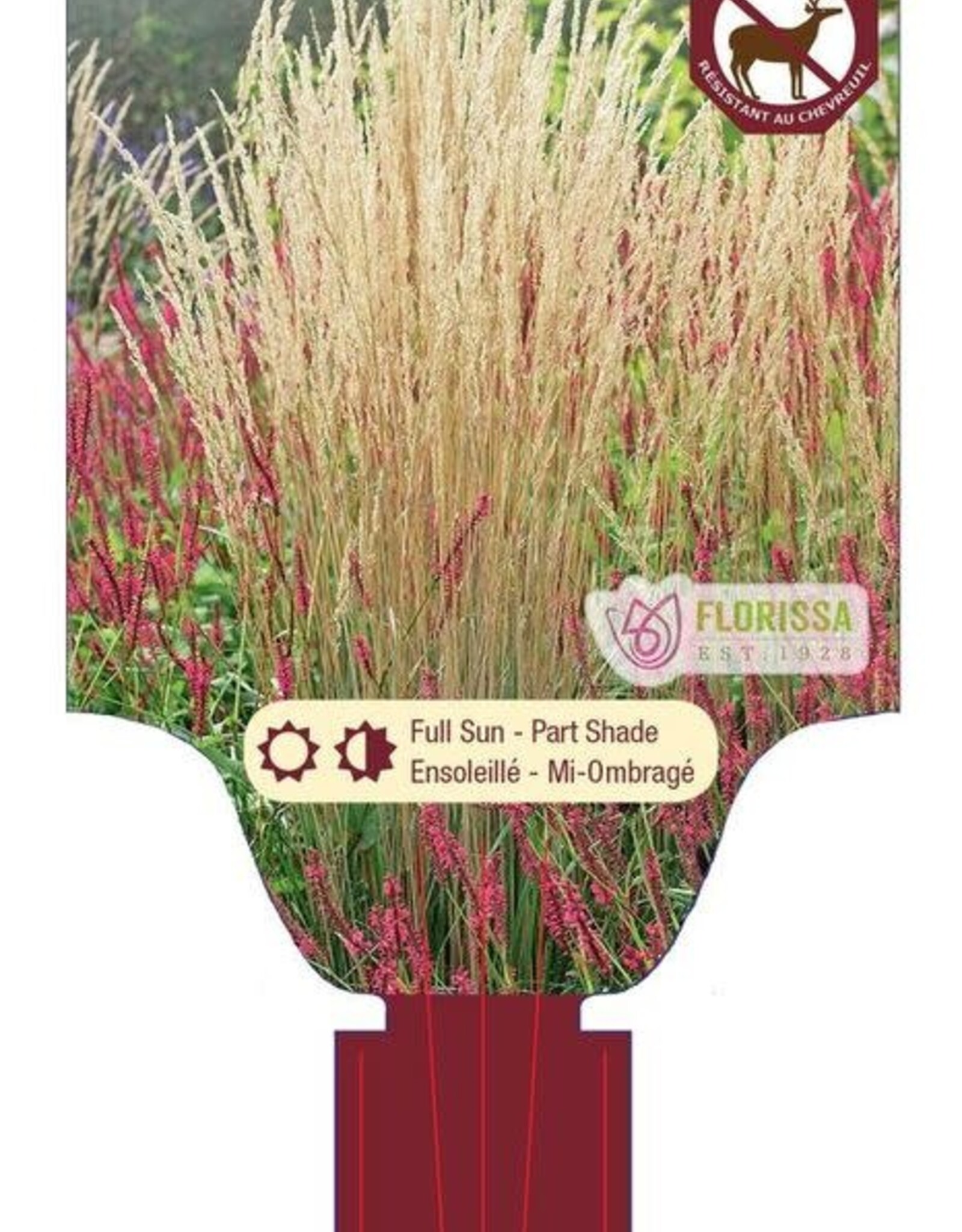 Calamagrostis acutiflora Karl Foerster