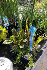 AQUABASKET 8" CYPERUS