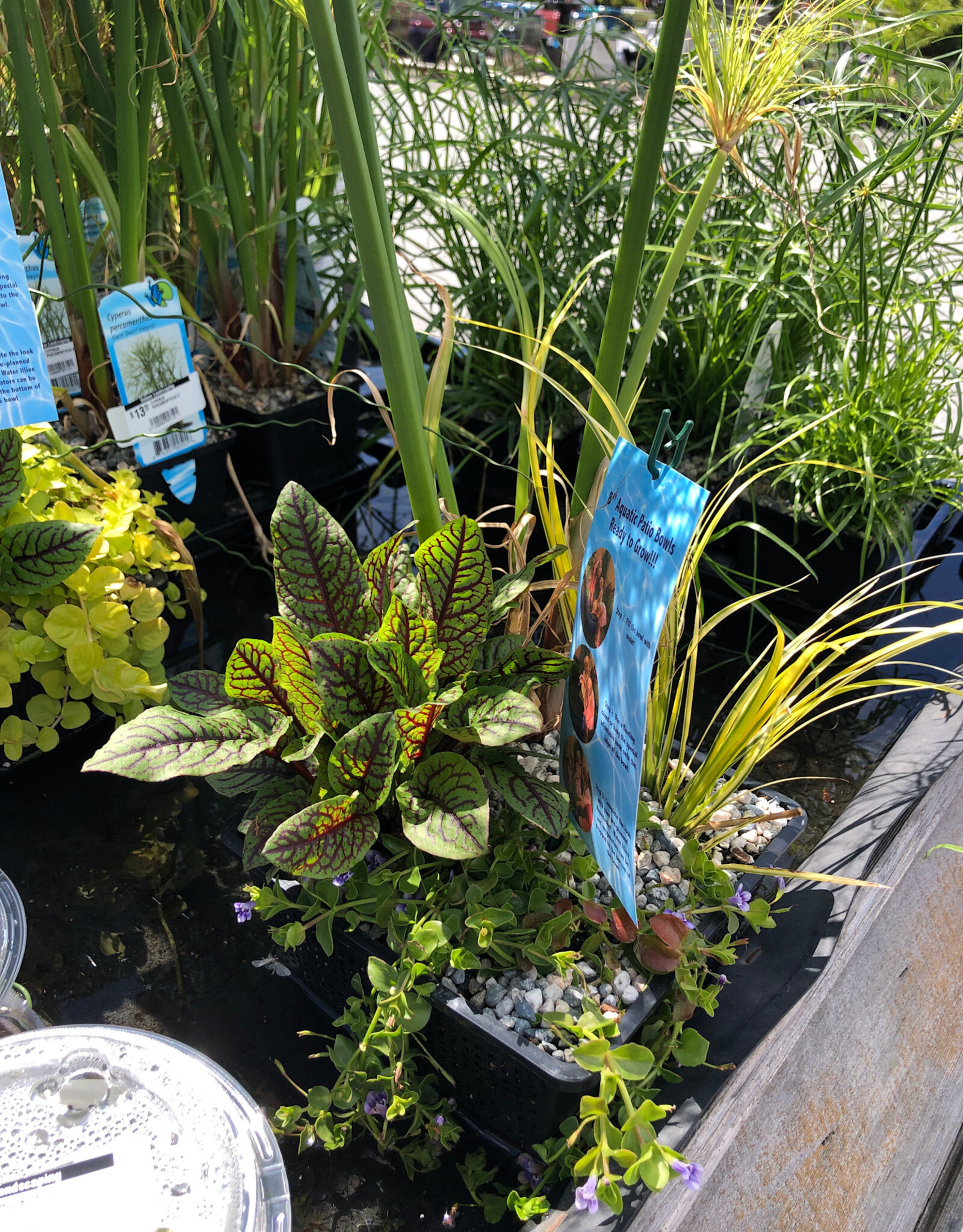 AQUABASKET 8" CYPERUS