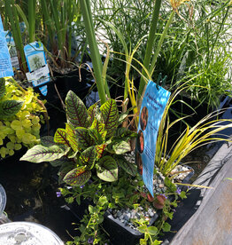 AQUABASKET 8" CYPERUS