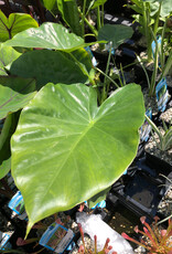ALOCASIA 5"