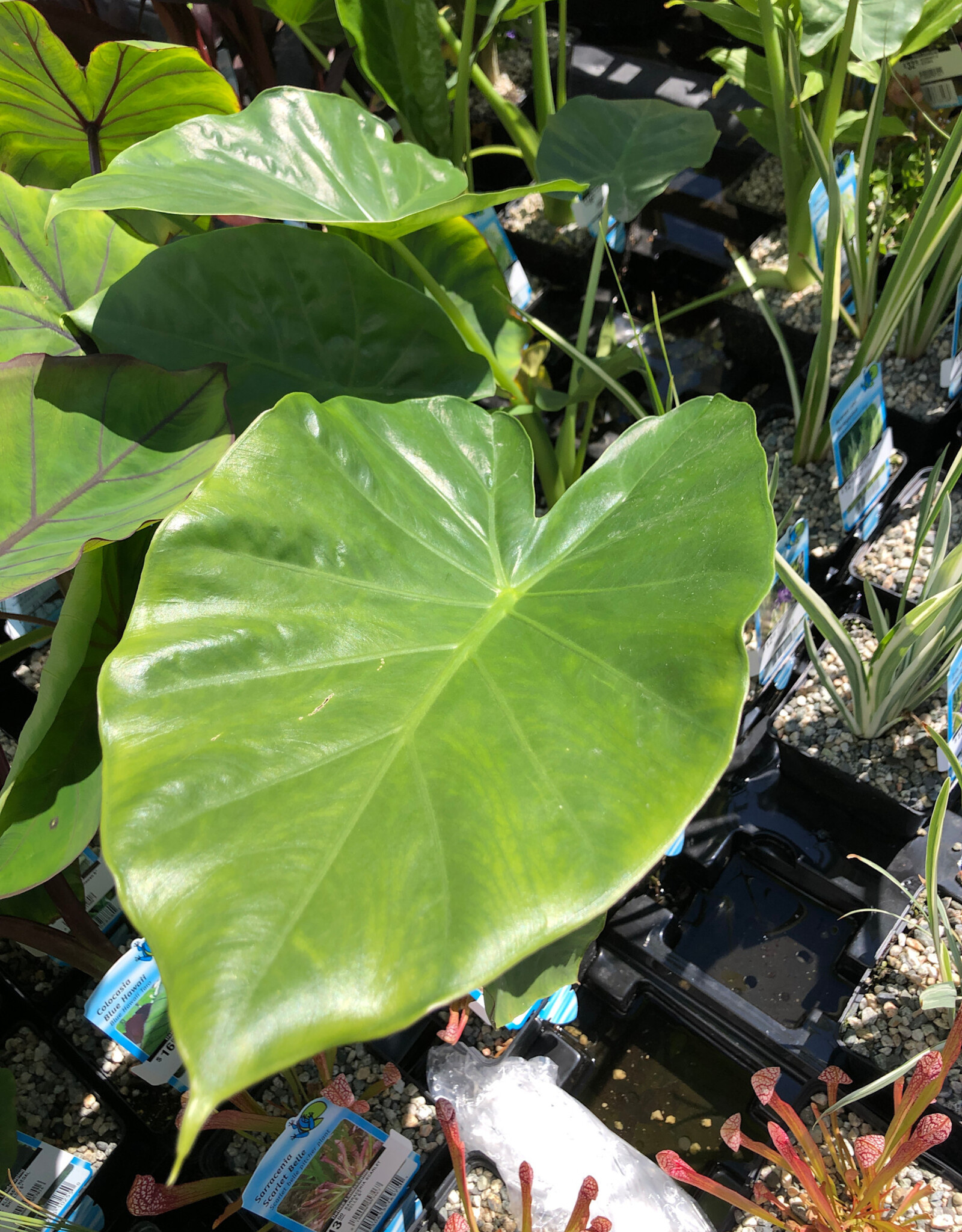ALOCASIA 5"