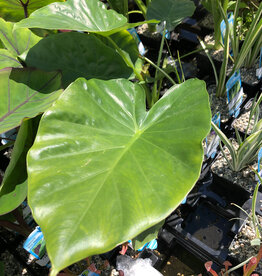 ALOCASIA 5"