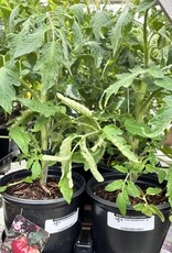 Vegetable 1 gal