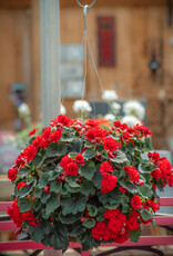 Moss Hanging Basket Begonia 14 inch