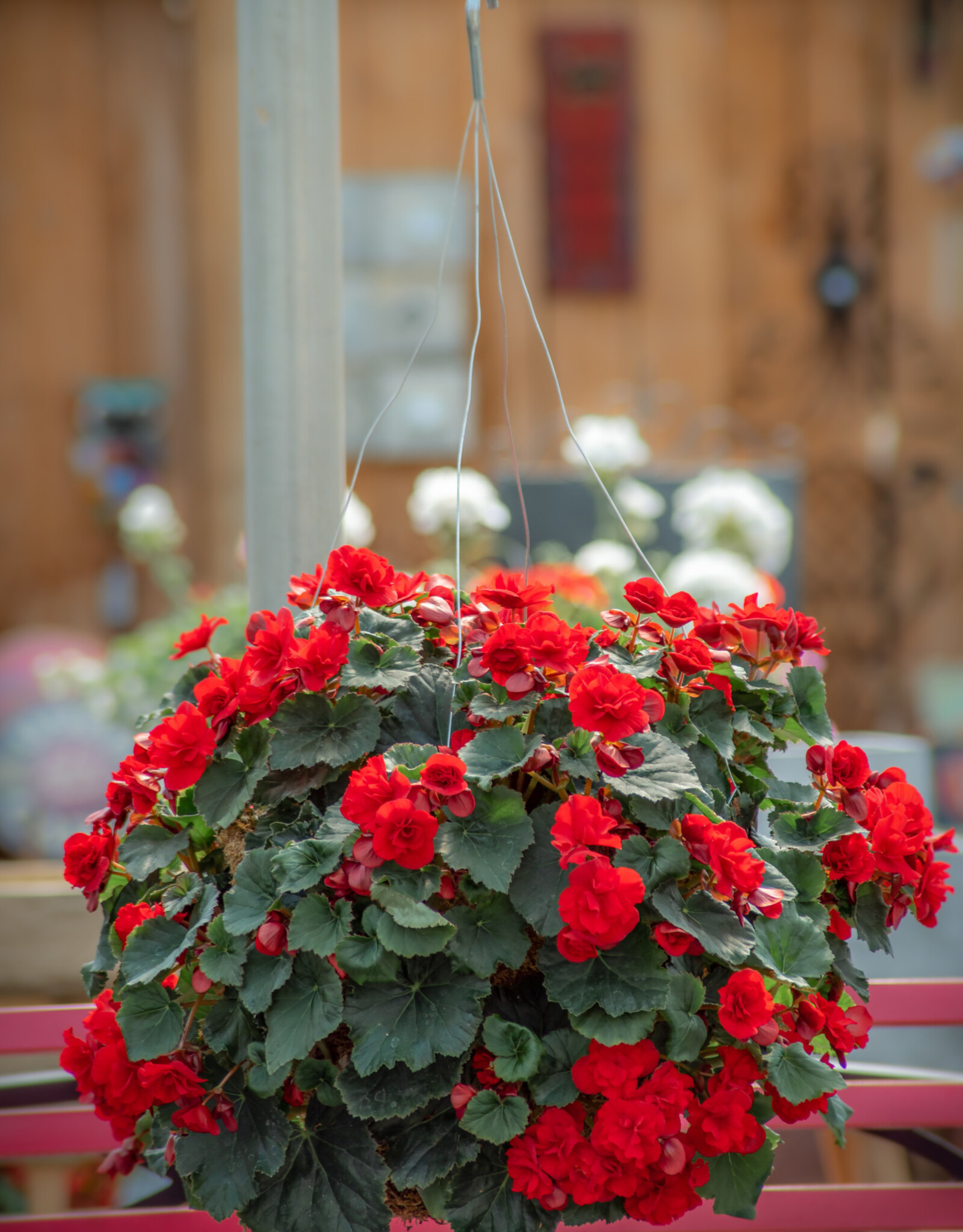 Moss Hanging Basket Begonia 14 inch