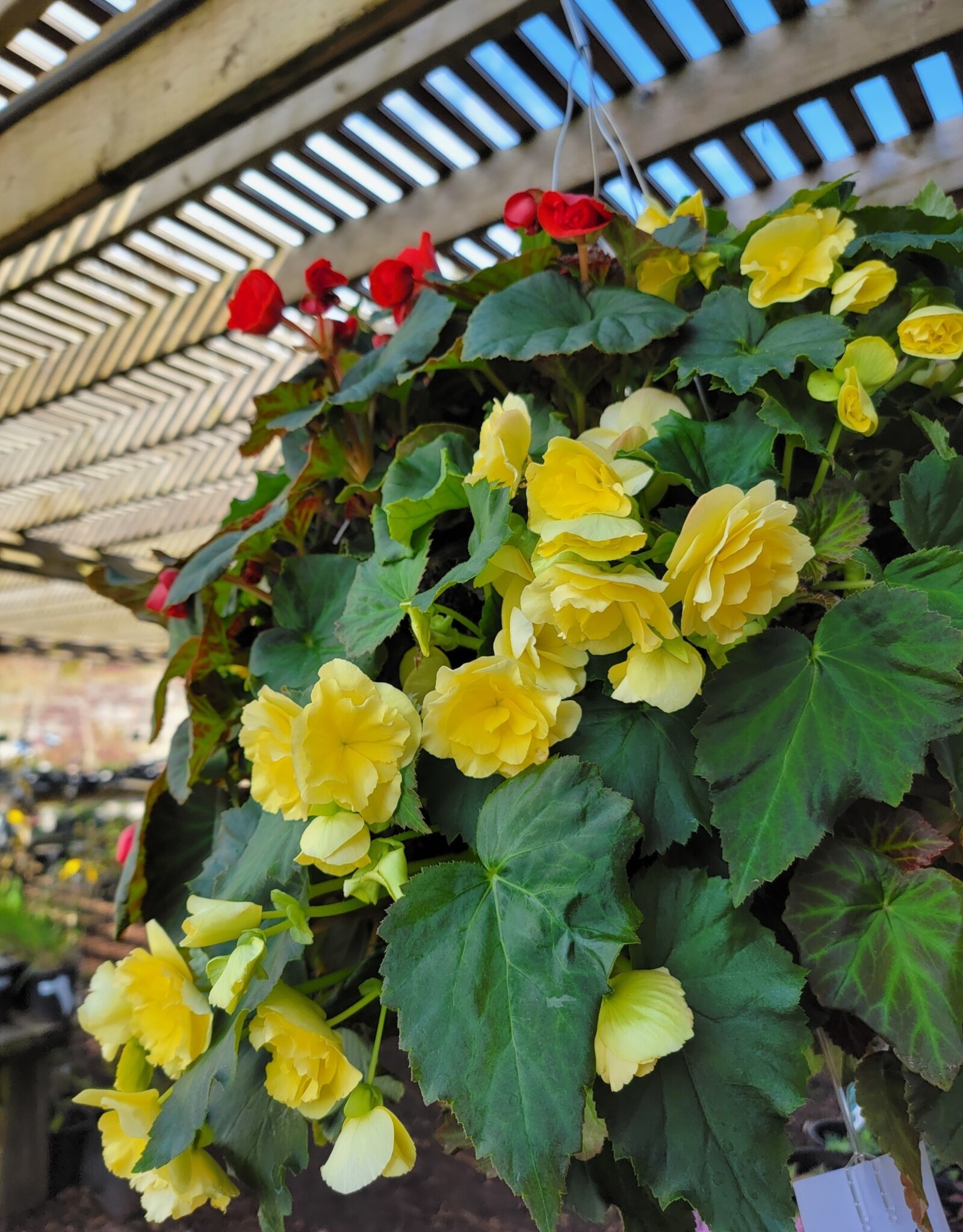 Moss Hanging Basket Begonia 14 inch