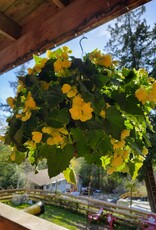 Moss Hanging Basket Begonia 14 inch
