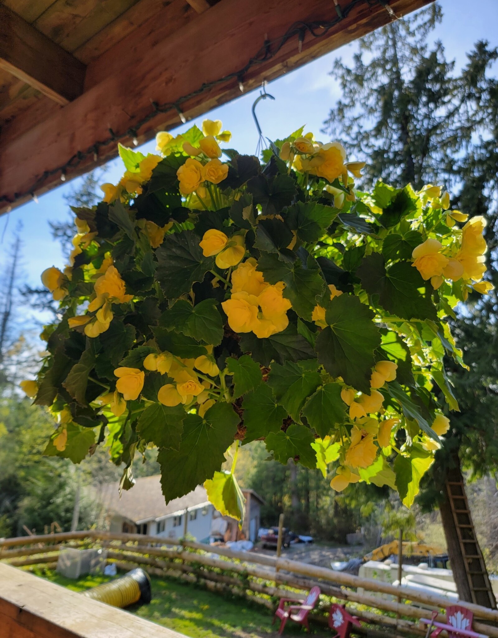 Moss Hanging Basket Begonia 14 inch