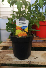 Marigold 4inch