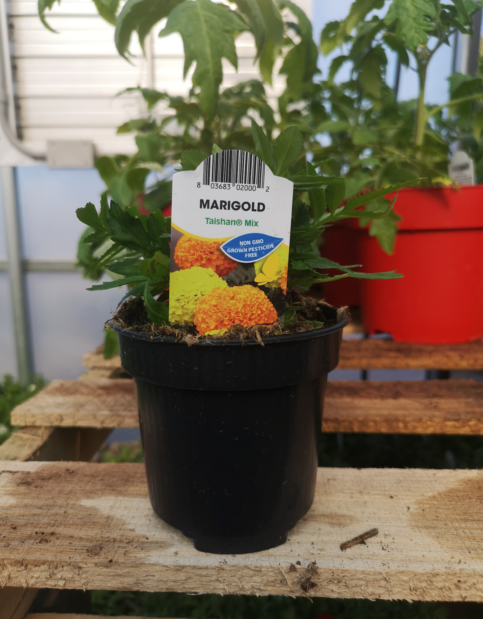 Marigold 4inch