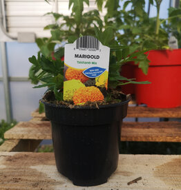 Marigold 4inch
