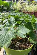 Cucumber 15cm