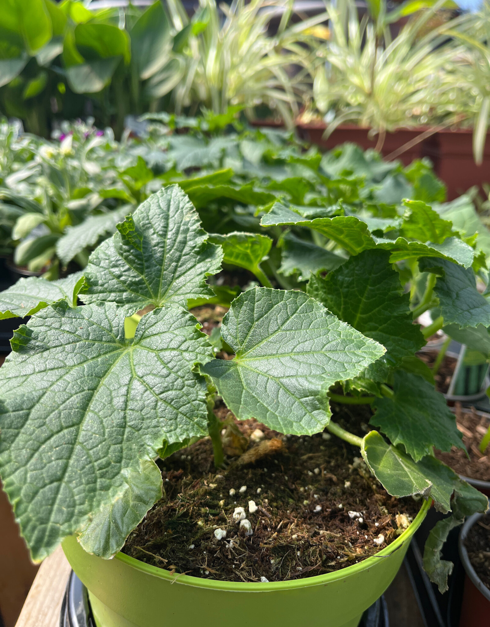 Cucumber 15cm