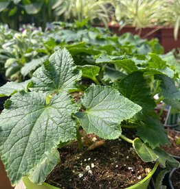 Cucumber 15cm