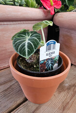 Alocasia Ninja 4inch